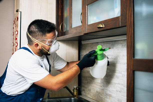 Best Rat Extermination Near Me  in Stevensville, MD